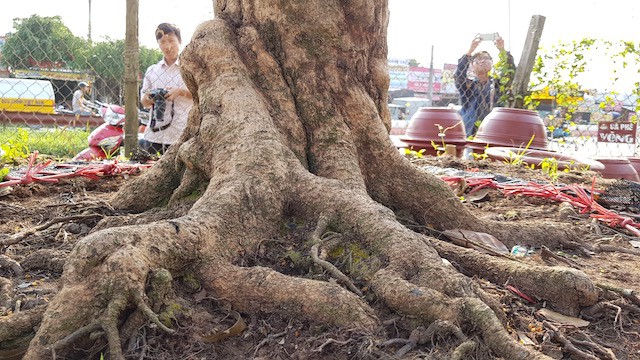 Chiêm ngưỡng cây mai khủng tiền tỷ - Ảnh 6.