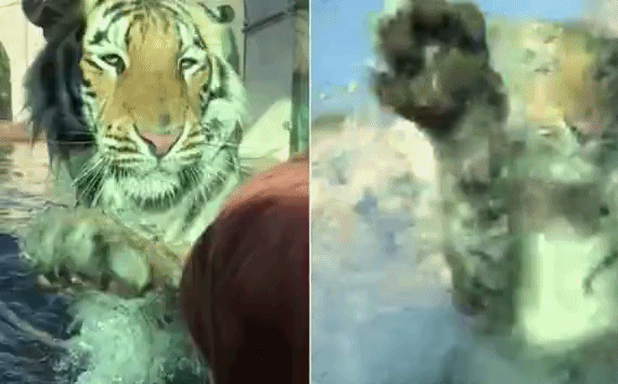 Clip: Há» ÄiÃªn cuá»ng táº¥n cÃ´ng tráº» em qua táº¥m kÃ­nh cháº¯n