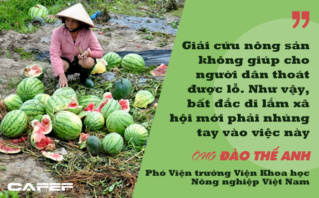  Phó Viện trưởng Viện Khoa học Nông nghiệp Việt Nam: Người thành thị không nên tham gia giải cứu nông sản!  - Ảnh 1.