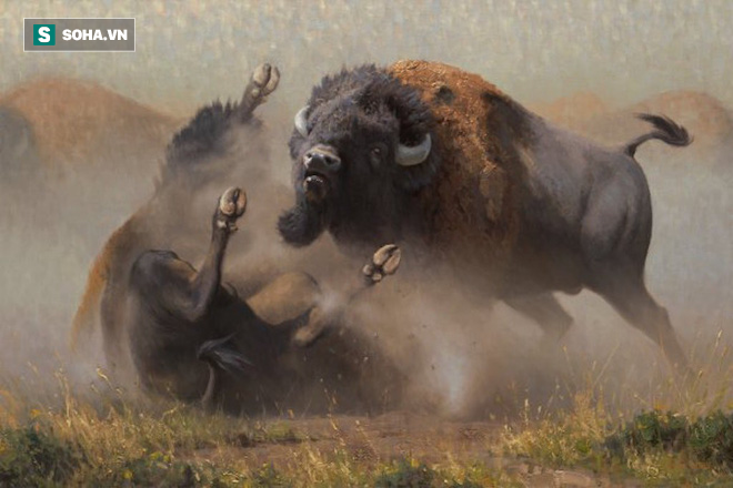 Cuộc chiến bò rừng bison. Ảnh: Art Country Canada