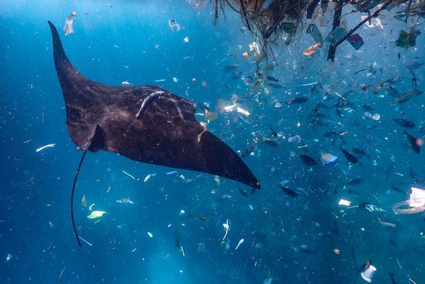 24h qua ảnh: Cá đuối bơi giữa biển rác ni lông ở Indonesia - Ảnh 3.