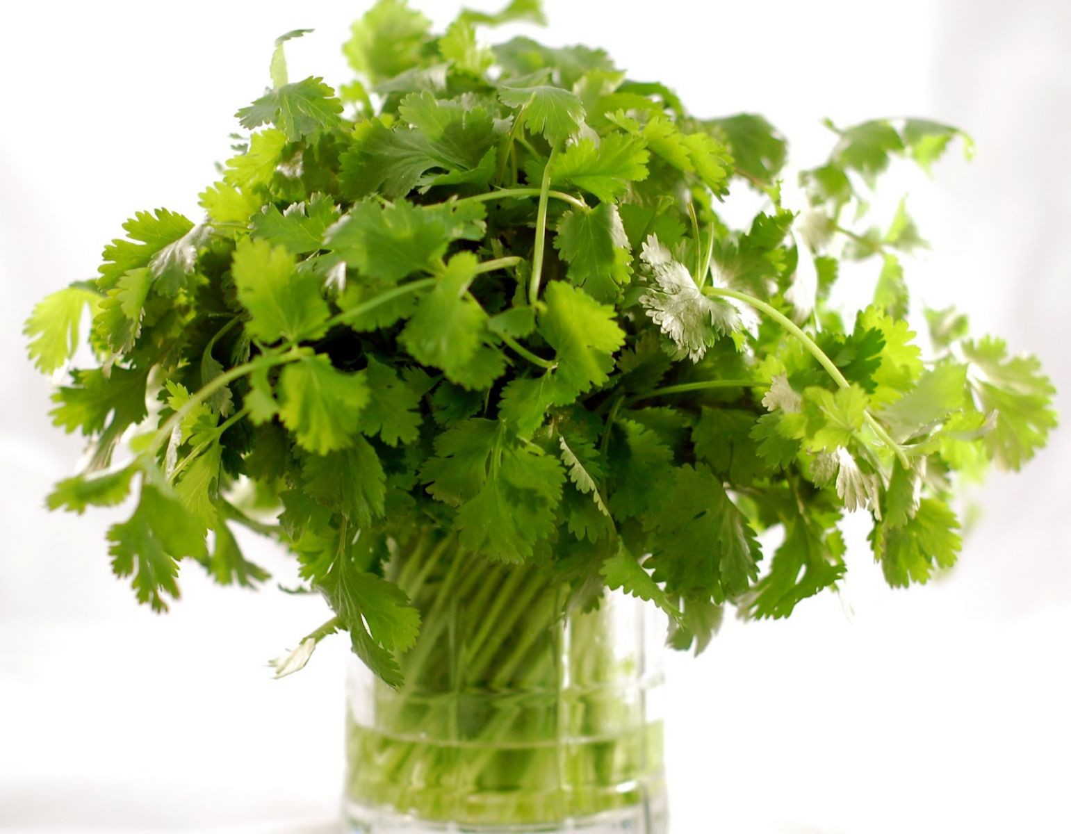 Tiết lộ loại rau thơm được xem là dược phẩm xanh làm sạch thận, ấm dạ dày, tráng dương - Ảnh 3. Tiết lộ loại rau thơm được xem là dược phẩm xanh làm sạch thận, ấm dạ dày, tráng dương - Ảnh 3.