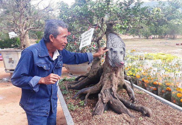 Cận cảnh cây khế đầu heo có giá nửa tỷ đồng được bày bán thu hút người dân Sài Gòn - Ảnh 3.