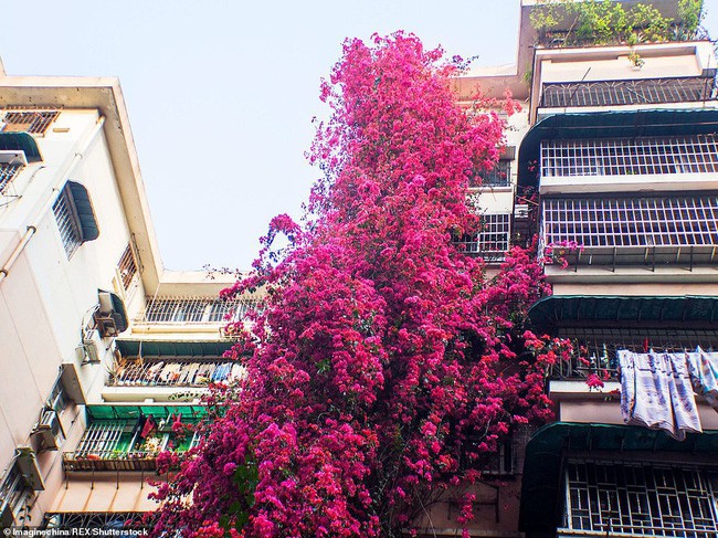 Choáng ngợp cây hoa giấy khổng lồ gần 30 tuổi chảy dài như thác nước phủ kín tòa nhà 9 tầng, trở thành tâm điểm hút khách du lịch - Ảnh 9.