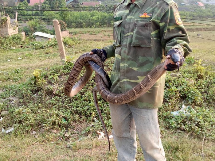 Hạt trưởng kiểm lâm thông tin chính thức vụ người dân bắt rắn hổ mang khủng dài hơn 2m - Ảnh 1. Hạt trưởng kiểm lâm thông tin chính thức vụ người dân bắt rắn hổ mang khủng dài hơn 2m - Ảnh 1.