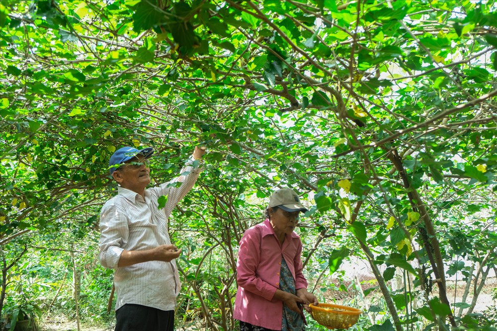 Mục sở thị “thủ phủ” dâu tằm nơi phố Hội - Ảnh 3.