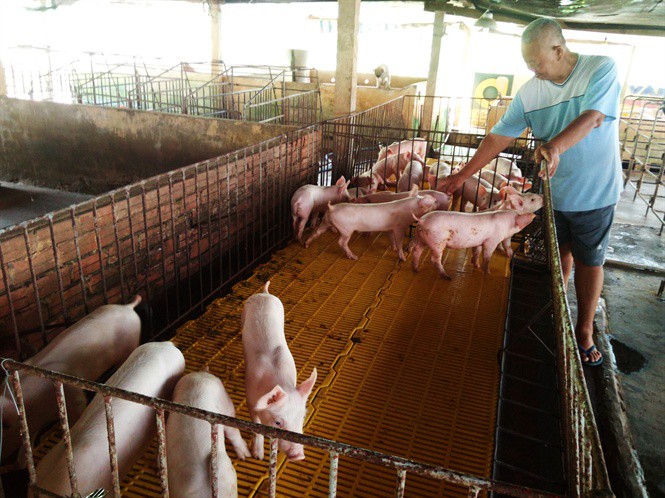 Huyện công bố dịch tả heo châu Phi, tỉnh phản bác đó là heo tai xanh - Ảnh 1. Huyện công bố dịch tả heo châu Phi, tỉnh phản bác đó là heo tai xanh - Ảnh 1.