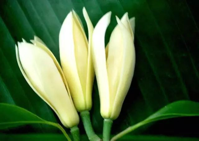 Trồng một cây hoa ngọc lan: Thơm - ngon - đẹp - Thật xứng danh là một kho báu trong vườn - Ảnh 5.