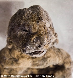 Xác ướp sư tử hang được tìm thấy ở Siberia gây chấn động giới khoa học .
