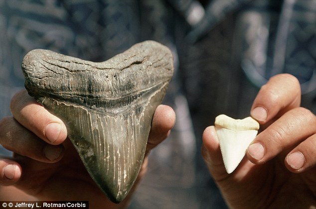  Răng hóa thạch của loài Megalodon và răng của loài cá mập trắng lớn 