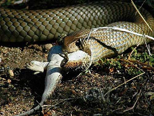 quái vật, nọc độc, giết người, ong bắp cày, hổ mang chúa, rắn độc quái vật, nọc độc, giết người, ong bắp cày, hổ mang chúa, rắn độc