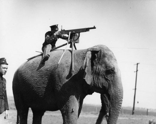 Lưng voi là điểm lý tưởng để đặt súng máy.