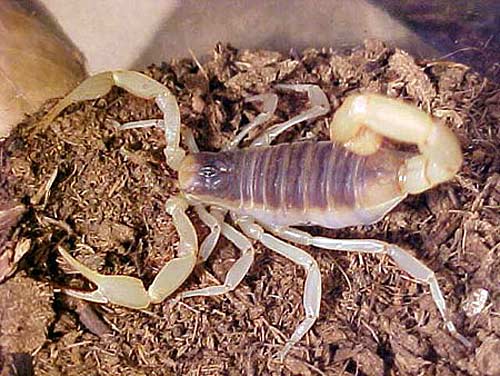 quái vật, nọc độc, giết người, ong bắp cày, hổ mang chúa, rắn độc quái vật, nọc độc, giết người, ong bắp cày, hổ mang chúa, rắn độc