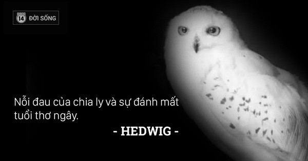 Sự ra đi của Hedwig trong tập cuối được ví với việc Harry đã vĩnh viễn đánh mất tuổi thơ ngây của mình. 