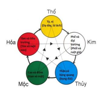 
Lục phủ ngũ tạng cũng được xếp vào các phạm trù thuộc Ngũ Hành và nằm trong quy luật tương sinh - tương khắc. (Tranh minh họa).
