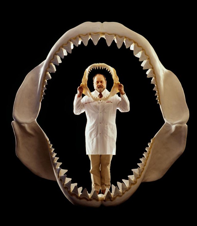  Mô hình hàm tái tạo lại của loài Megalodon và hàm nhỏ là của loài cá mập trắng lớn. 
