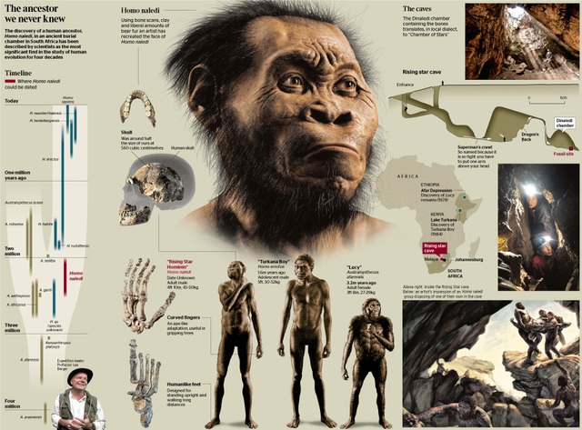 Homo naledi là một loài đã tuyệt chủng thuộc tông Người , được phát hiện trong động Dinaledi của hệ thống hang động Rising Star .