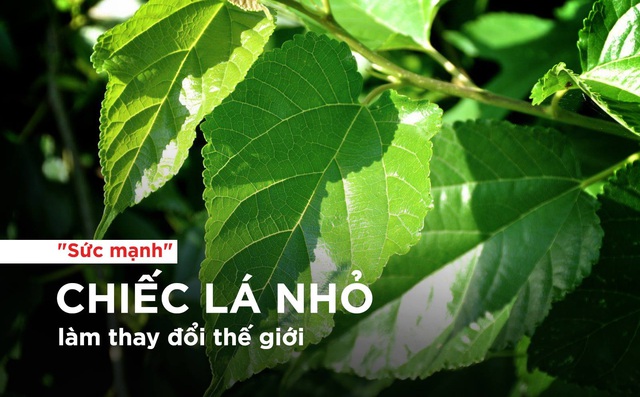 Bài thuốc từ cây dâu tằm - chiếc lá nhỏ làm "thay đổi thế giới" Bài thuốc từ cây dâu tằm - chiếc lá nhỏ làm "thay đổi thế giới"