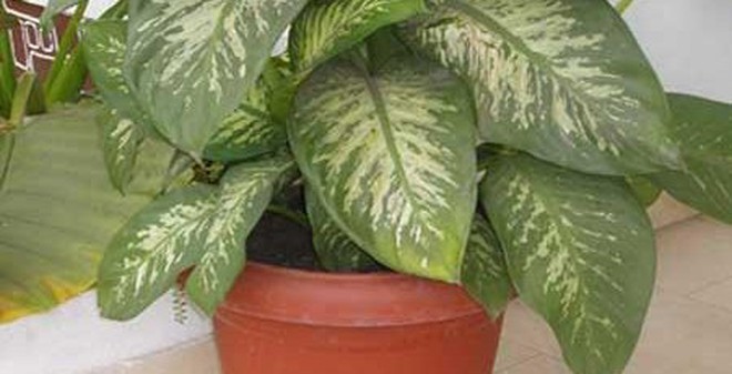 CÂY PHONG THỦY HỢP VỚI MỌI NHÀ CÂY PHONG THỦY HỢP VỚI MỌI NHÀ