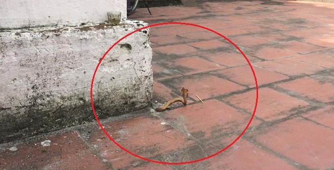 Chuyện lạ: Rắn vàng chui lên từ sân gạch của chùa tại Nam Định Chuyện lạ: Rắn vàng chui lên từ sân gạch của chùa tại Nam Định