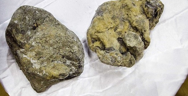 Chấn động với phát hiện xác ướp 2 sư tử hang hơn 12.000 năm tuổi