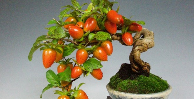 Những cây bonsai hoa quả dễ thương nhất quả đất!