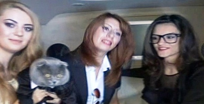 Sốc: Mèo làm giám đốc truyền thông, có xe sang limousine đi làm