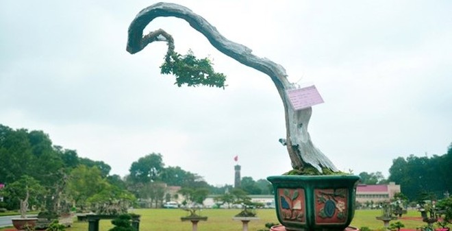 Ngắm những cây cảnh nghệ thuật độc, lạ ở Hoàng Thành Thăng Long