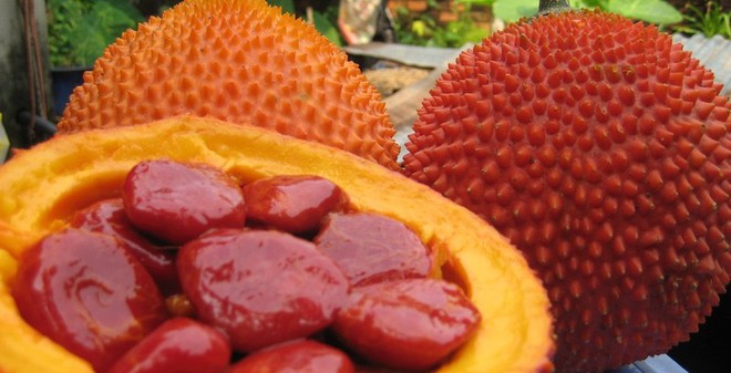 Thuốc hay dân gian trị khỏi viêm xoang chỉ từ 25 hạt gấc Thuốc hay dân gian trị khỏi viêm xoang chỉ từ 25 hạt gấc
