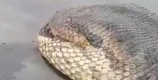 Bắt được "rắn khổng lồ” có thể ăn thịt cả... cá sấu lẫn báo đốm!
