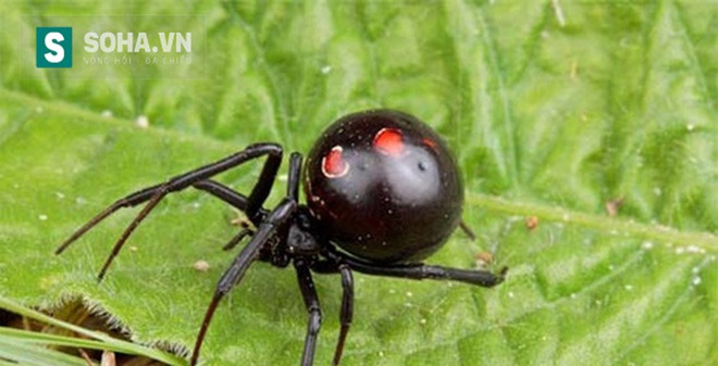 Góa phụ đen - Loài nhện tàn độc nhất thế giới