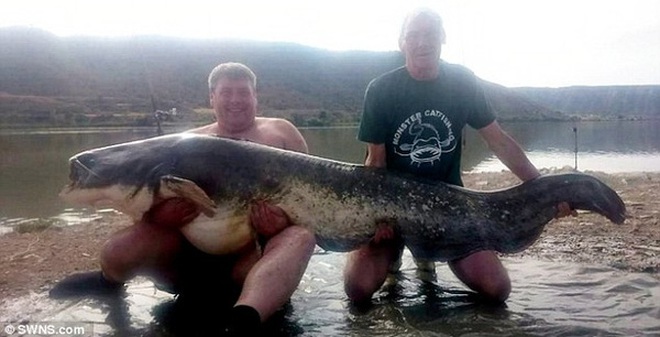 Ông lão 70 tuổi câu cá trê 90 kg Ông lão 70 tuổi câu cá trê 90 kg