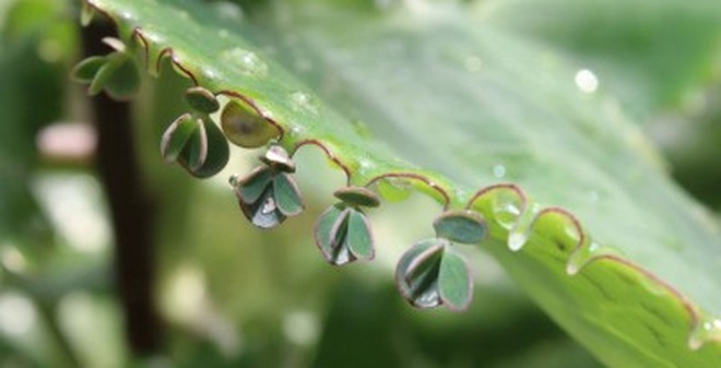 Image result for cÃ¢y bá»ng