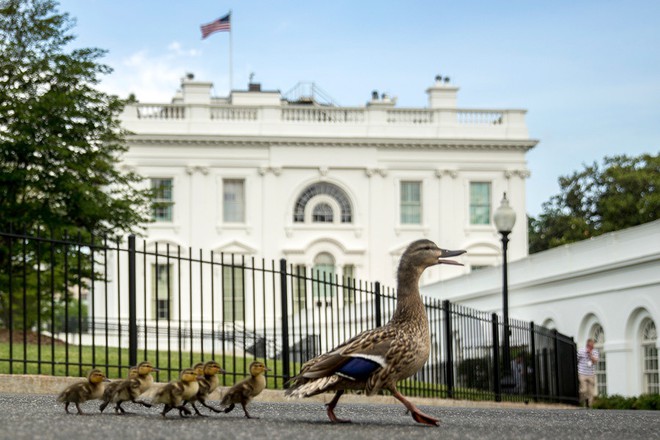 7 ngày qua ảnh: Mật vụ Mỹ vây kín Donald Trump tại hội nghị G7 - Ảnh 5