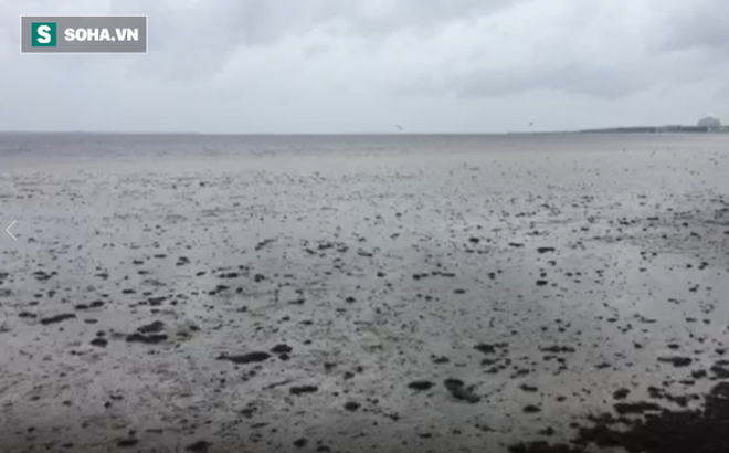 Siêu bão Irma rút cạn nước Vịnh Tampa, Mỹ. Ảnh: Fox News