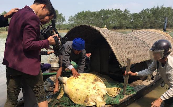 "Cụ rùa" hơn 5 yến mắc lưới ngư dân ở Hà Tĩnh trong đêm