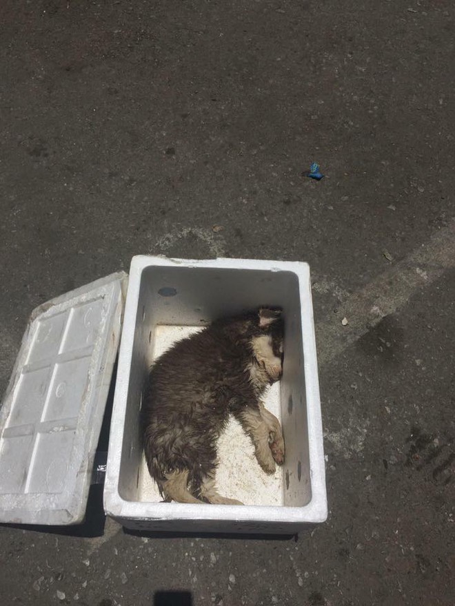 Sự thật bức ảnh chú chó nhỏ chết trong thùng xốp được gửi xe khách từ Nam ra Bắc - Ảnh 2.