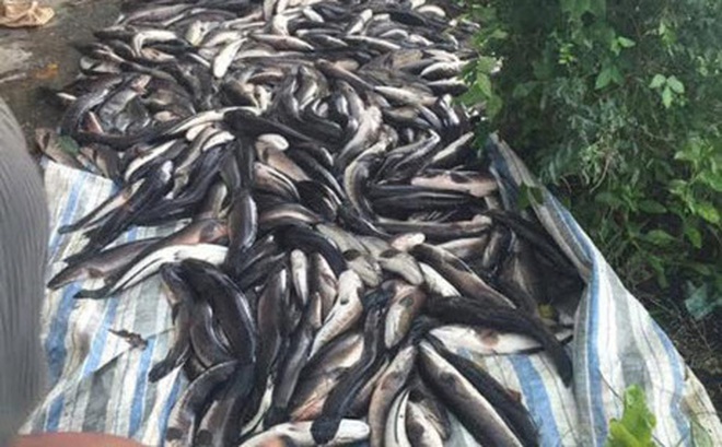 Hàng tấn cá chết la liệt dưới kênh ở Kiên Giang