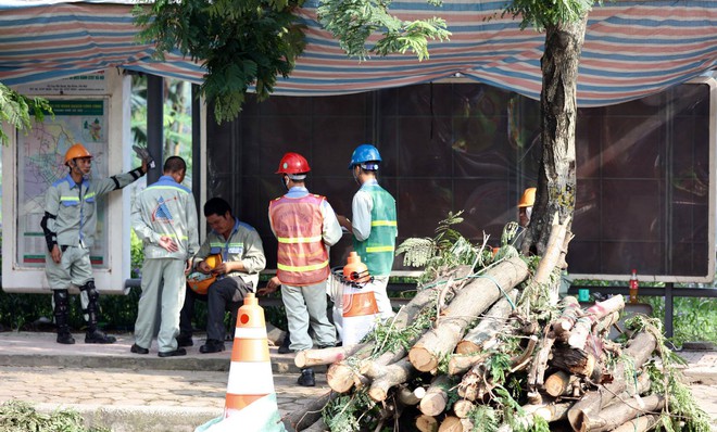 130 cây xanh lâu năm tại Kim Mã trước giờ di dời - Ảnh 1.