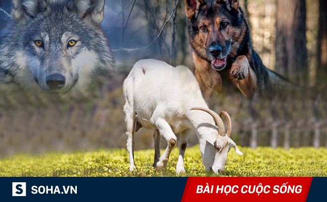 Cứu dê khỏi miệng sói, chó vạch mặt đám bạn chỉ biết khua môi múa mép: Ai cũng nên ngẫm!