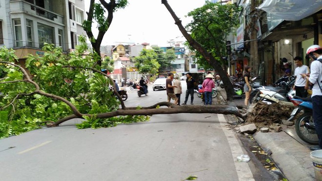 Hà Nội: Mưa dông lớn, quật đổ cây sau chuỗi ngày nắng nóng kỉ lục - Ảnh 4