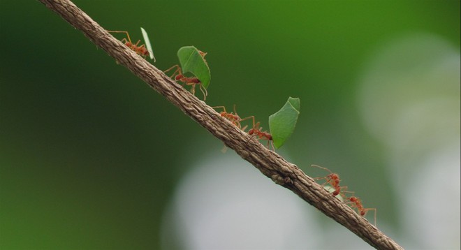 4 điều thú vị về loài kiến, có thể dạy cho con người những bài học giá trị - Ảnh 3.