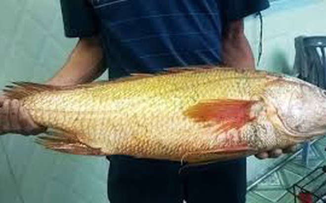 Nam thanh niên câu được cá nghi sủ vàng nặng hơn 7 kg trên biển Vũng Tàu Nam thanh niên câu được cá nghi sủ vàng nặng hơn 7 kg trên biển Vũng Tàu
