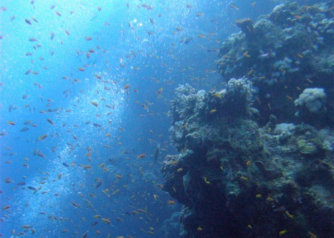 Hố nước chết chóc vùi xác nhiều thợ lặn nhất thế giới: Dahab Blue Hole! - Ảnh 5.