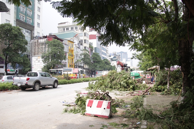 130 cây xanh lâu năm tại Kim Mã trước giờ di dời - Ảnh 8.