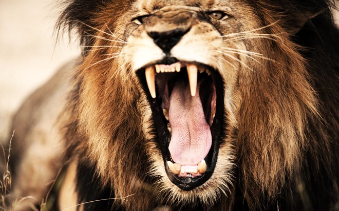 Bầy sư tử cuồng dại, giết chết 1.500 người: Vụ động vật thảm sát nhiều người nhất lịch sử - Ảnh 2.