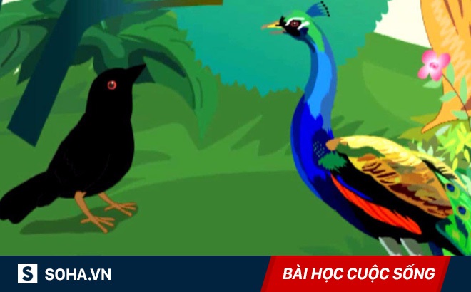 Công và quạ, con nào đẹp hơn? và câu trả lời khiến nhiều người trong chúng ta tỉnh ngộ!