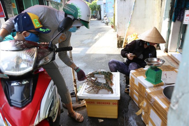 Gánh tôm hùm vùng tâm bão đến TP.HCM bán giá rẻ - Ảnh 3.