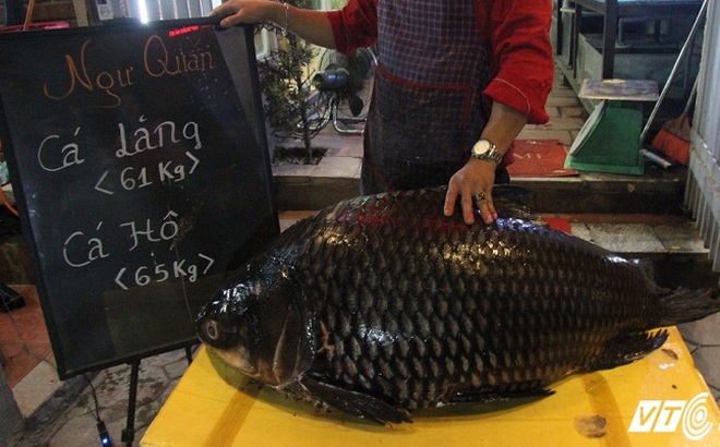 Cặp ‘thủy quái’ khổng lồ cực hiếm xuất hiện tại Hà Nội Cặp ‘thủy quái’ khổng lồ cực hiếm xuất hiện tại Hà Nội