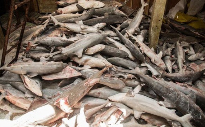 Đông Timor chặn 10 tàu Trung Quốc săn bắt “hàng ngàn con cá mập”